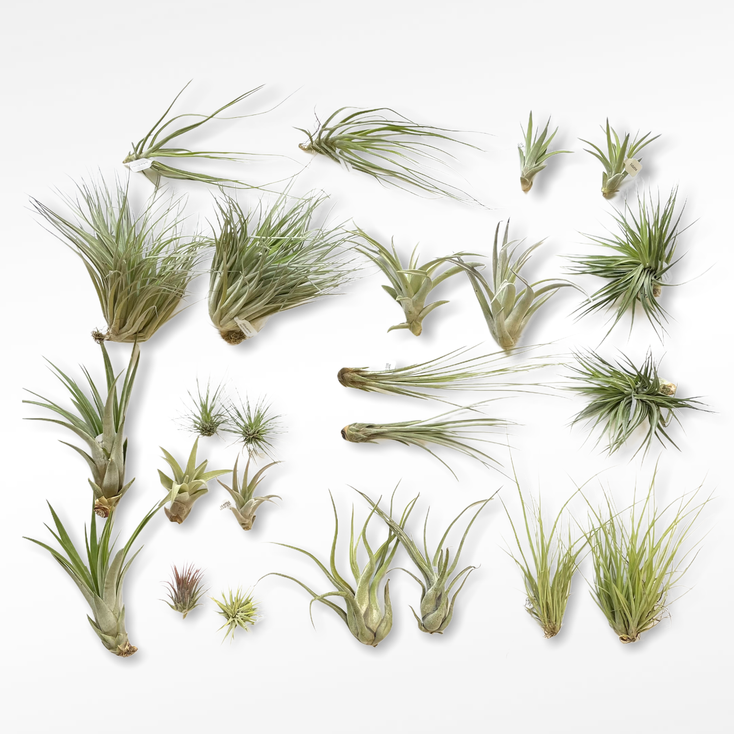 Tillandsia Air Plant Assortment (USA ONLY)