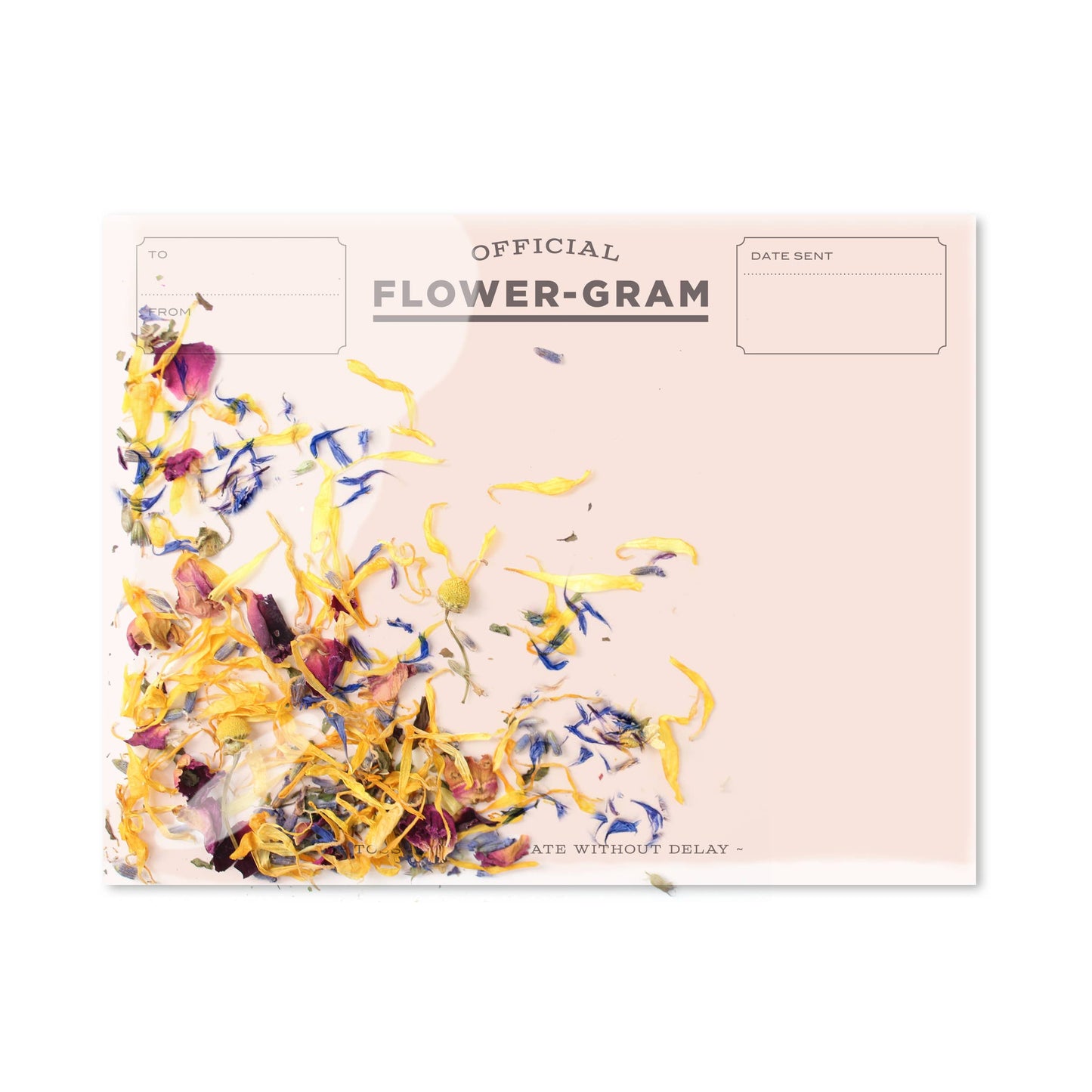 Flowergram - flower petal confetti cards