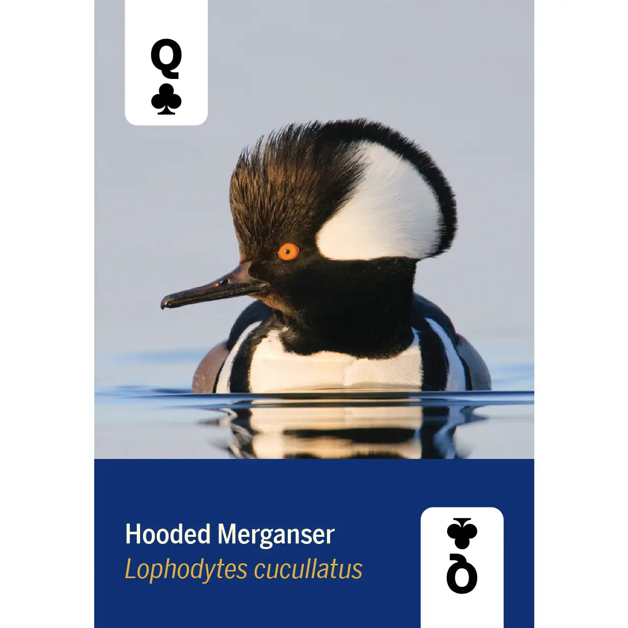 Birds of North America Playing Cards