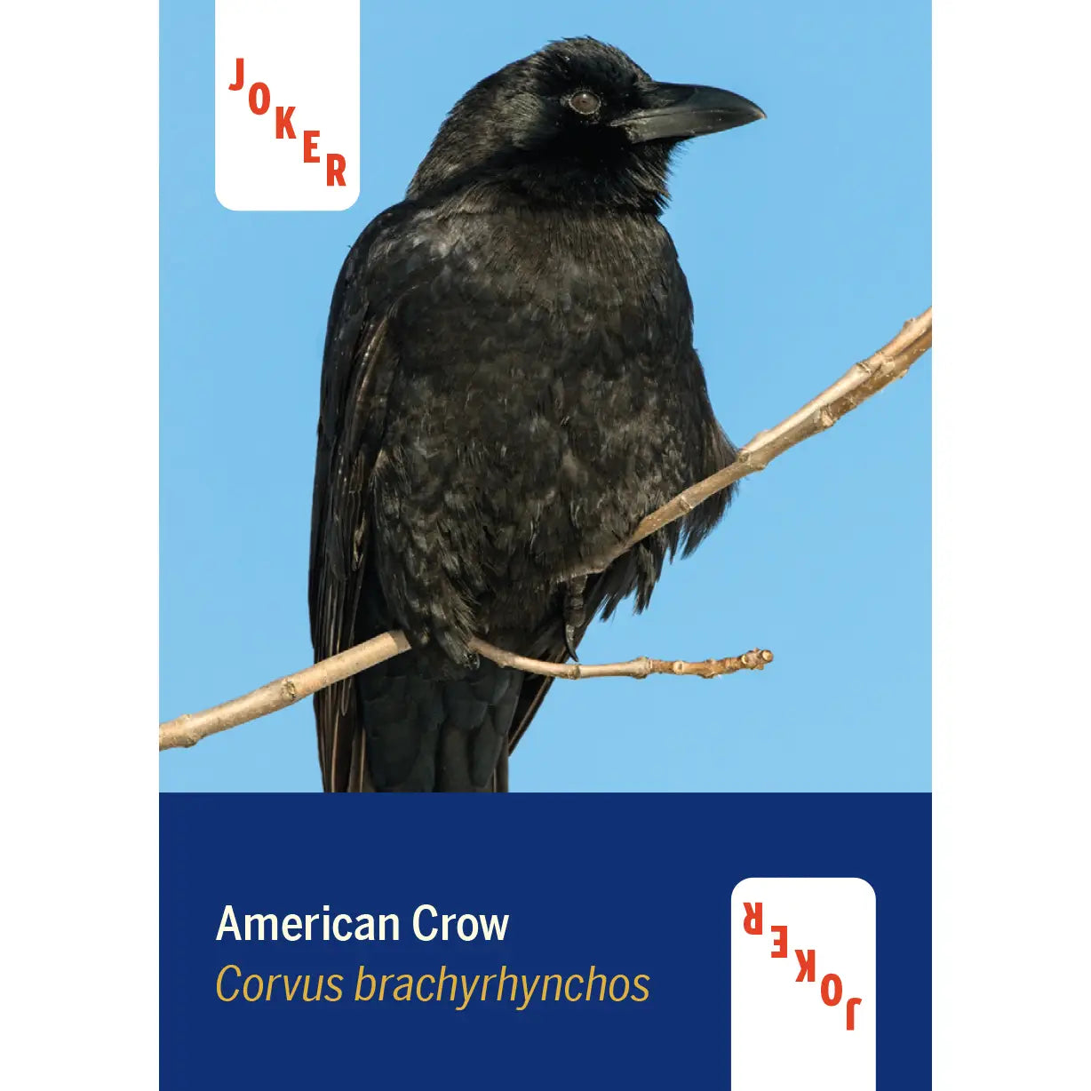 Birds of North America Playing Cards