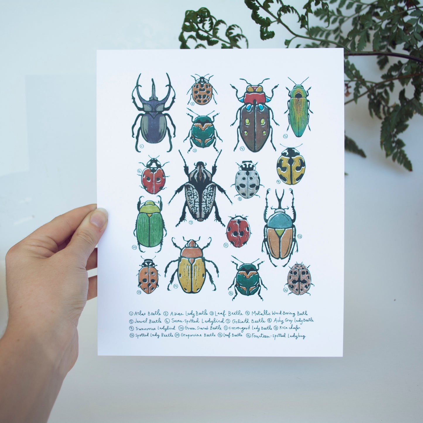 Beetle and Butterfly Art Print