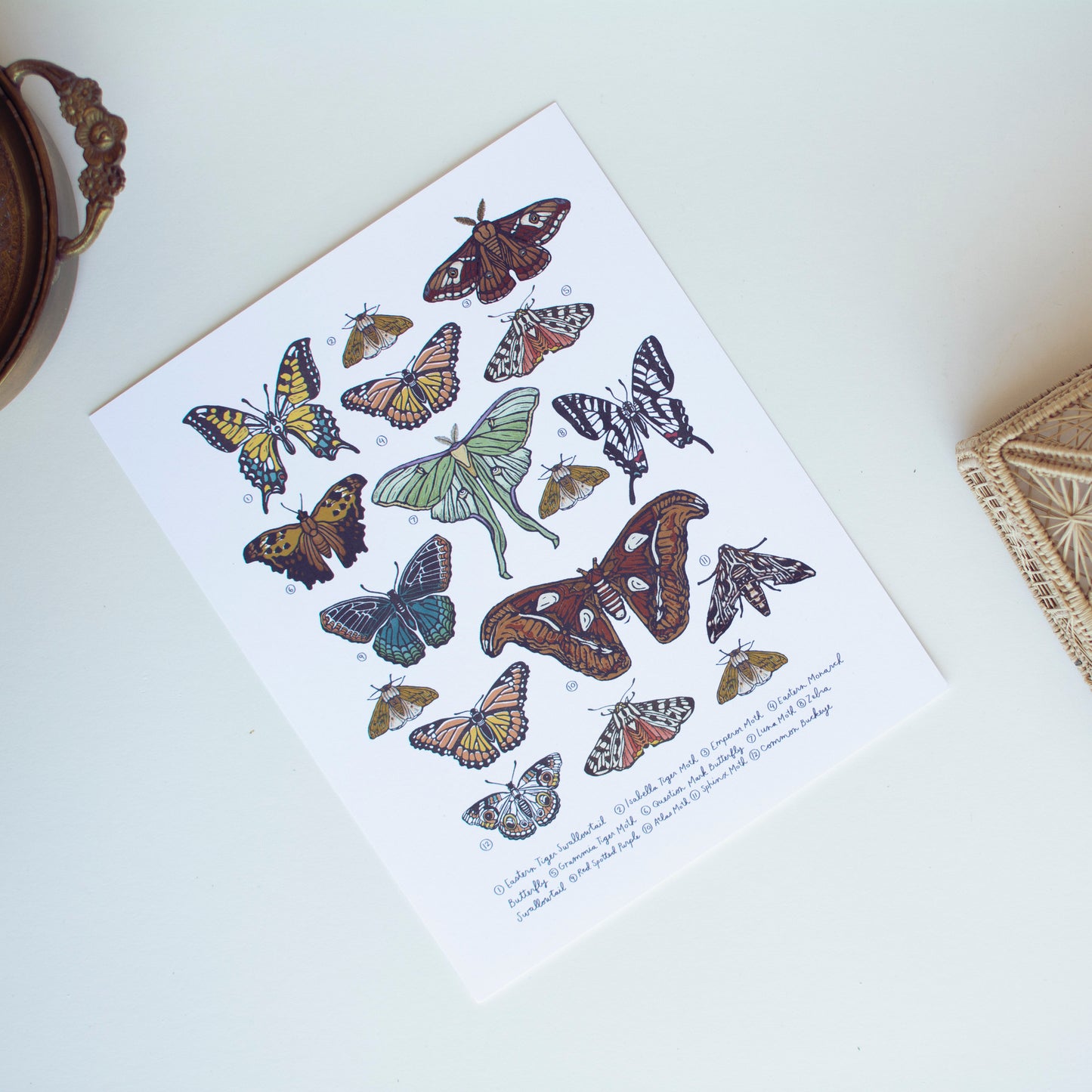 Beetle and Butterfly Art Print