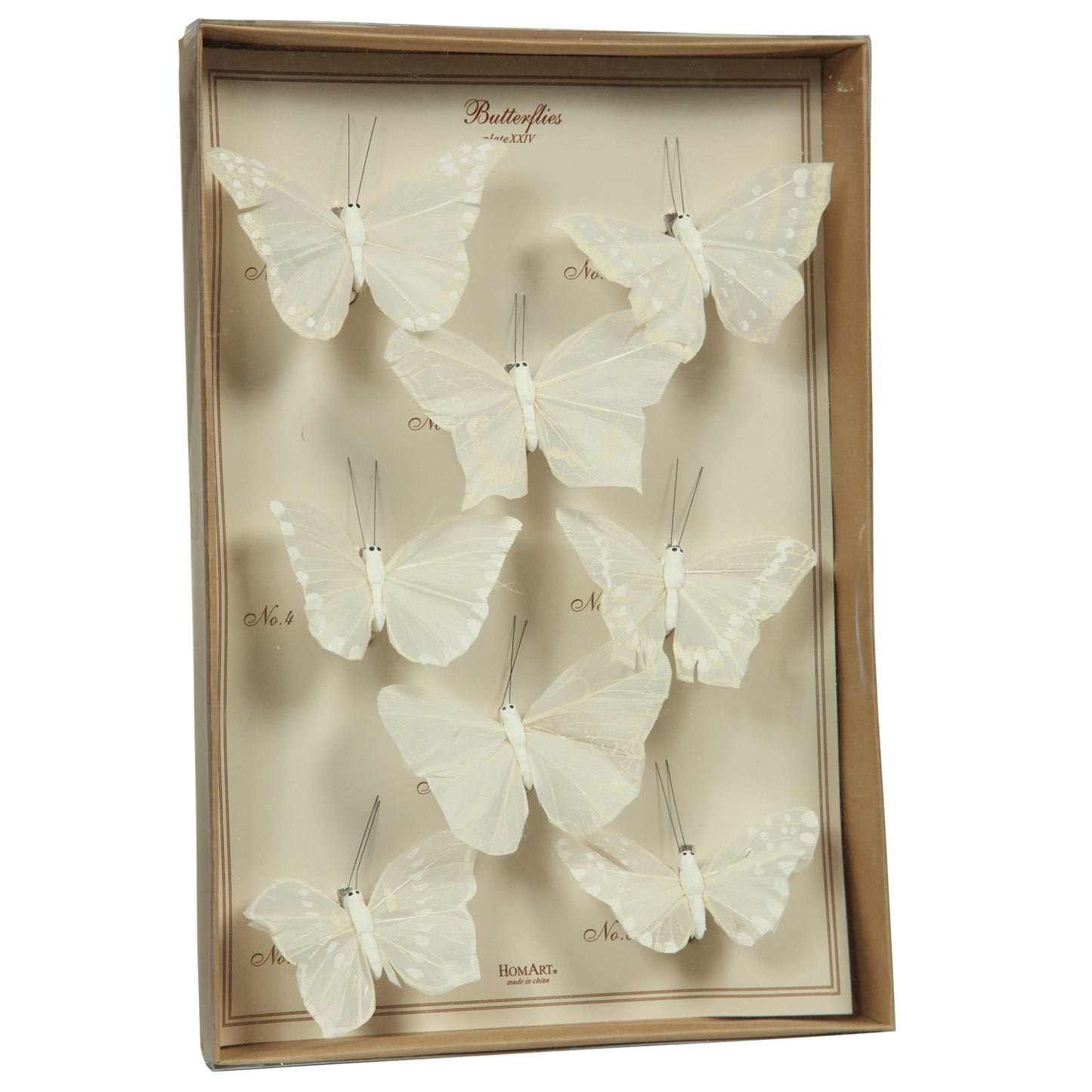 Butterfly Specimen Box