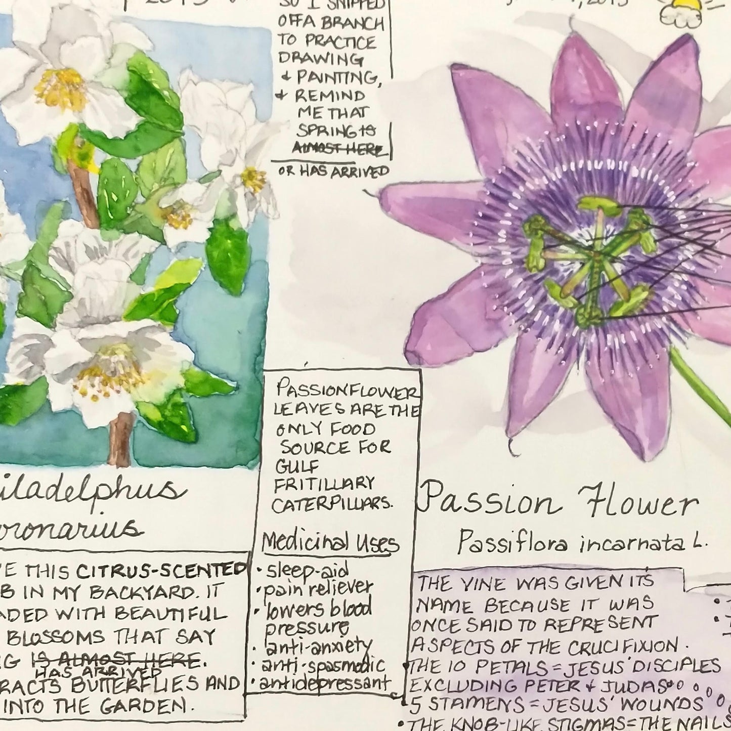 Nature Journaling Class with guest instructor Connie - Saturday September 16th 1:30-3:00