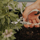 Professional Garden Shears