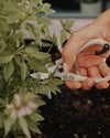 Professional Garden Shears