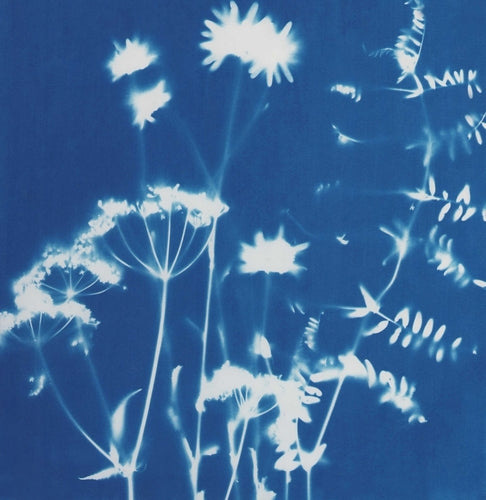 Cyanotype Class - Saturday, June 22nd 11:30-1:30