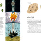 Crystals, Rocks, and Gemstones