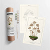 Botanical | Modern Paint By Numbers Kit