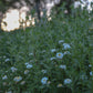 Garden Workshop - Saturday, June 28th 10:30-2:30