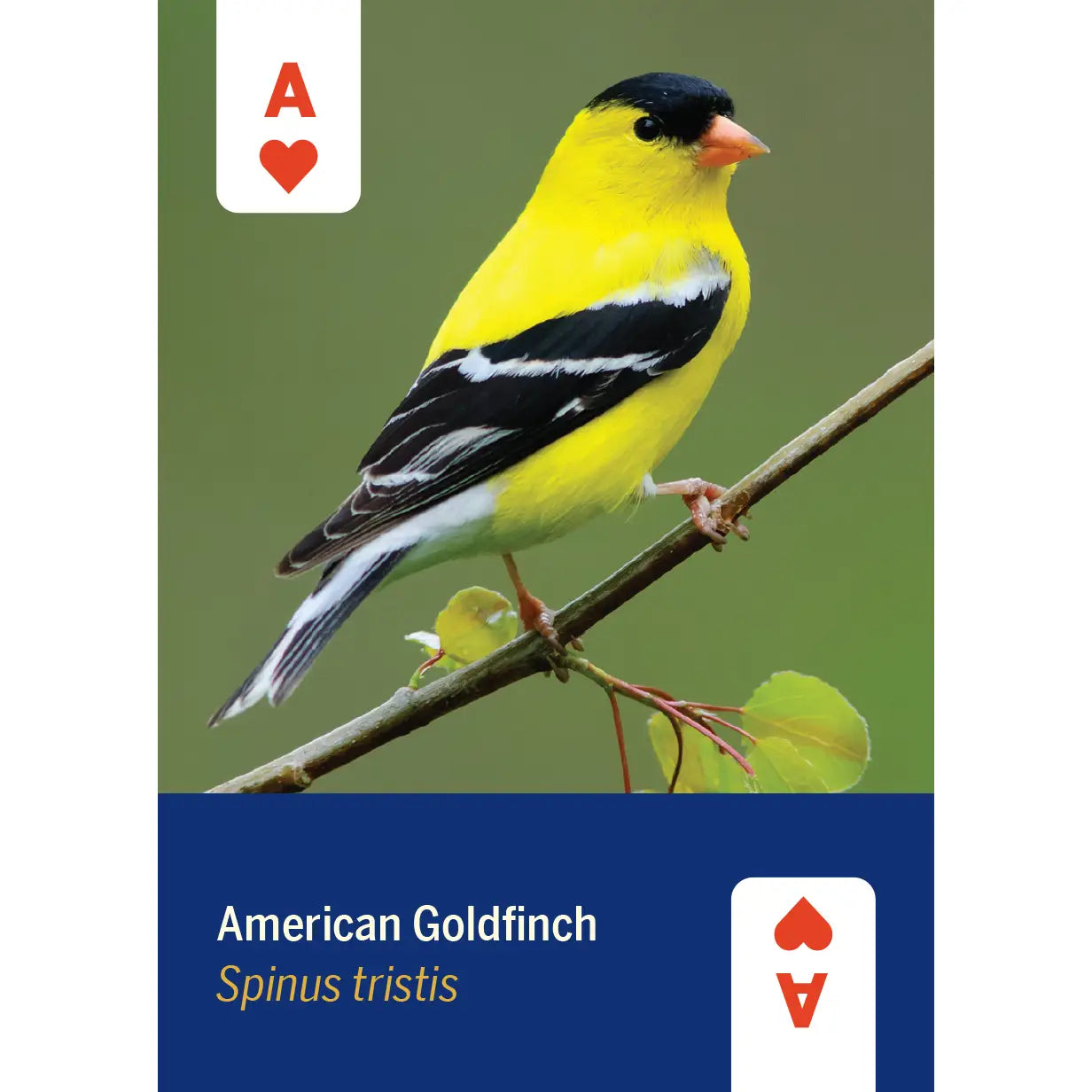 Birds of North America Playing Cards