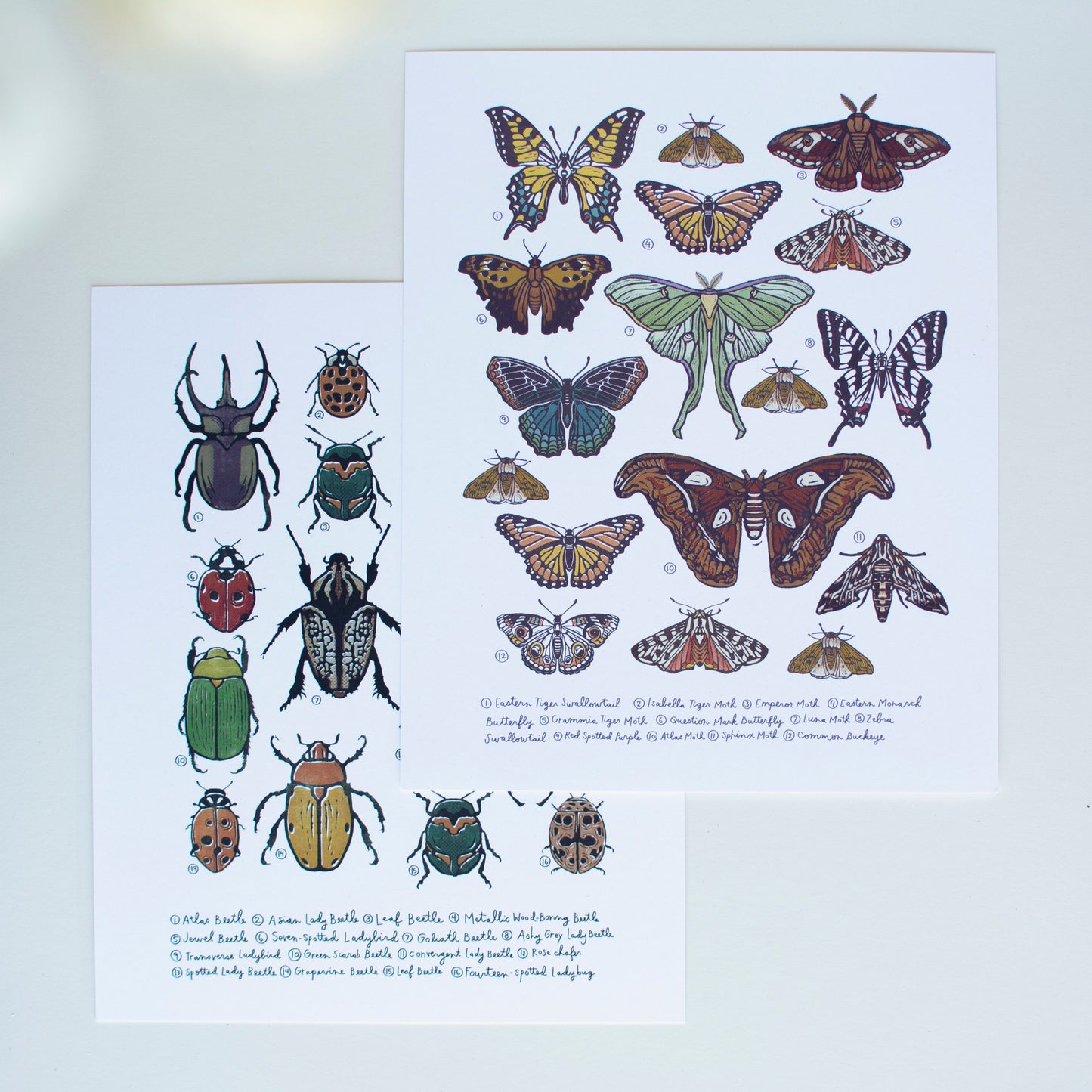 Beetle and Butterfly Art Print