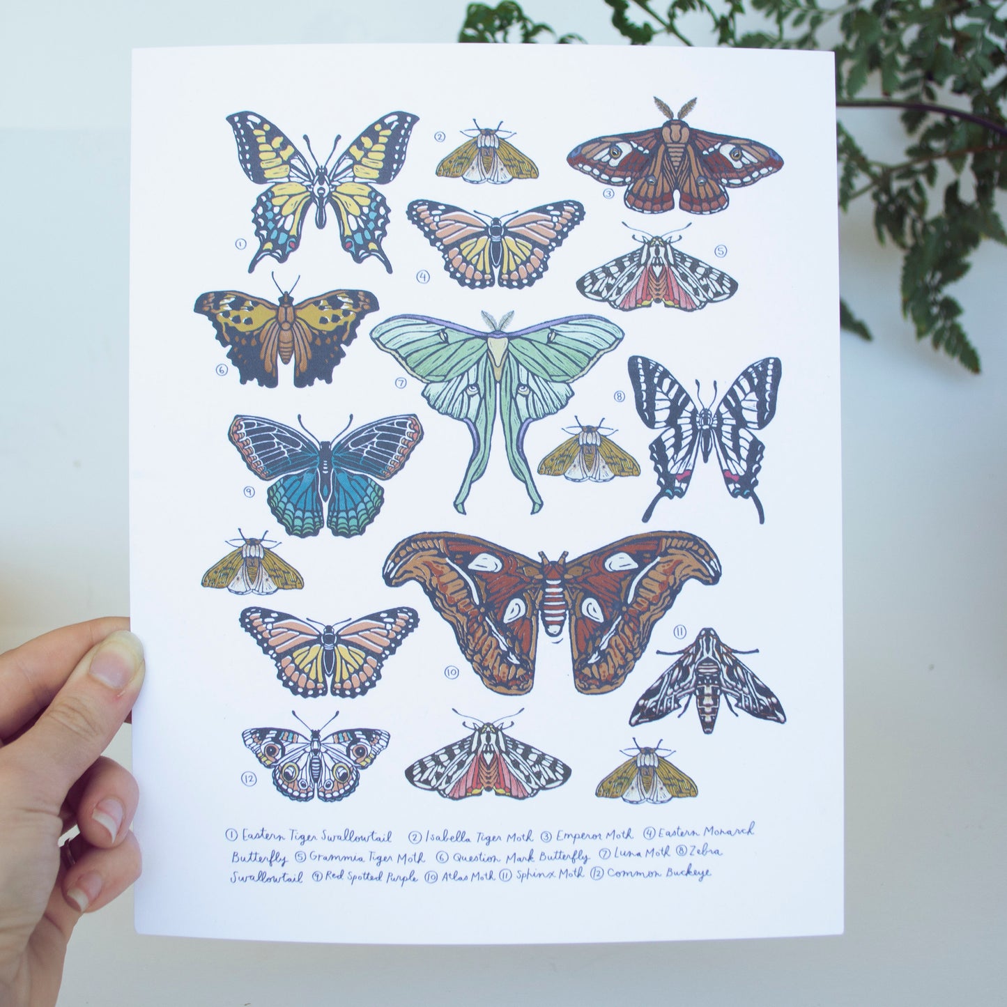 Beetle and Butterfly Art Print