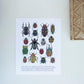 Beetle and Butterfly Art Print