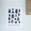 Beetle and Butterfly Art Print