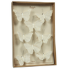 Butterfly Specimen Box